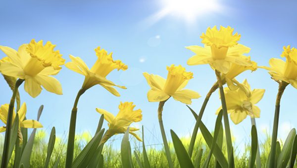 Buona Pasqua!