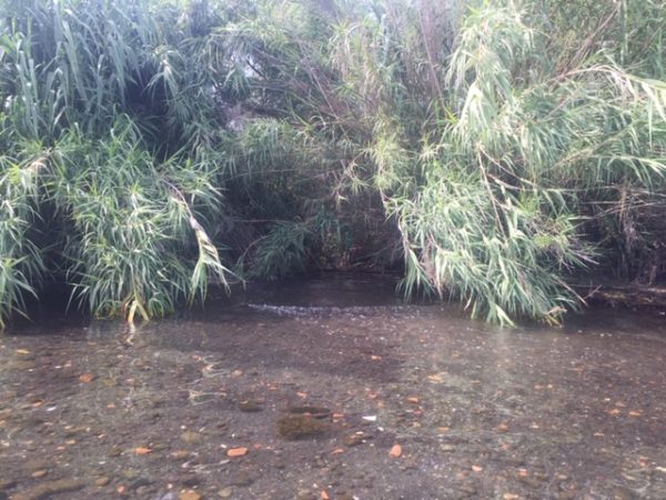 BLEU, Comune di Gradoli e Goletta dei Laghi: come risolvere il problema dell'inquinamento dei fossi