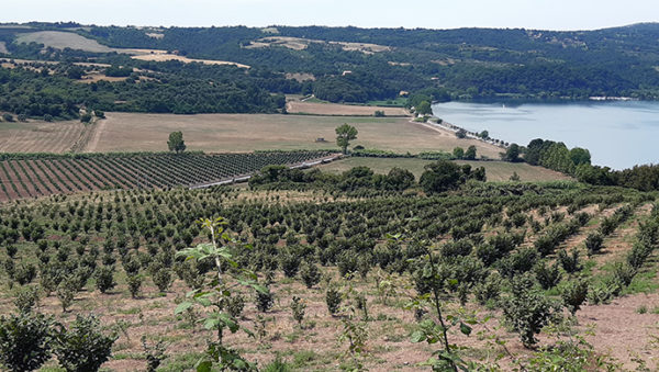 La Soprintendenza su tutela del paesaggio e noccioleti