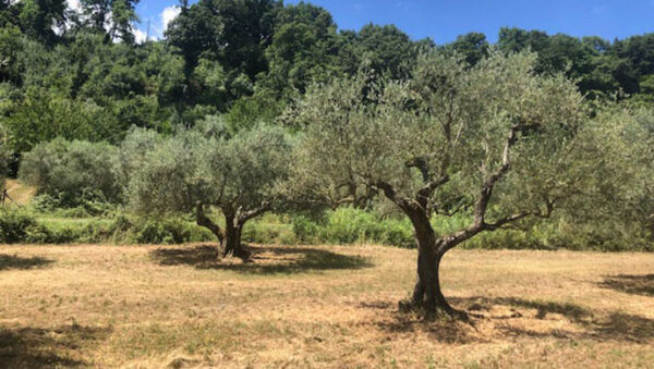 Verso il riconoscimento del biodistretto del Lago di Bolsena