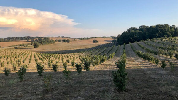 Prodotti fitosanitari, la Provincia accelera